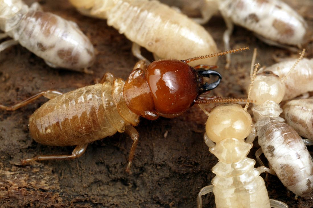 CSIRO_Giant_Northern_Termite