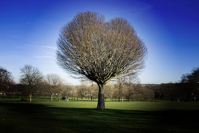 I-heart-tree-Jonny-Hughes